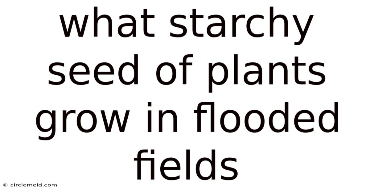 What Starchy Seed Of Plants Grow In Flooded Fields