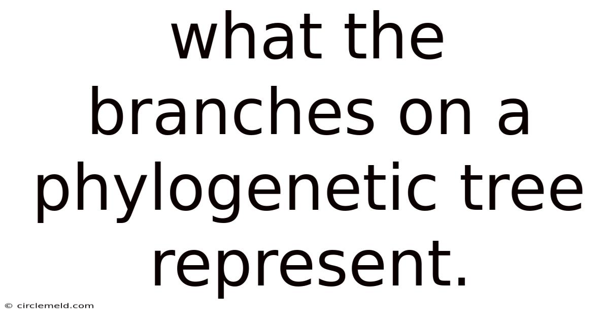 What The Branches On A Phylogenetic Tree Represent.