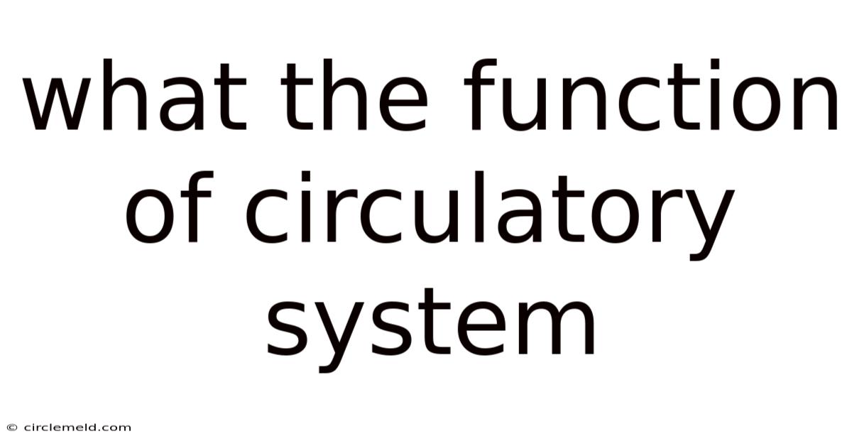 What The Function Of Circulatory System