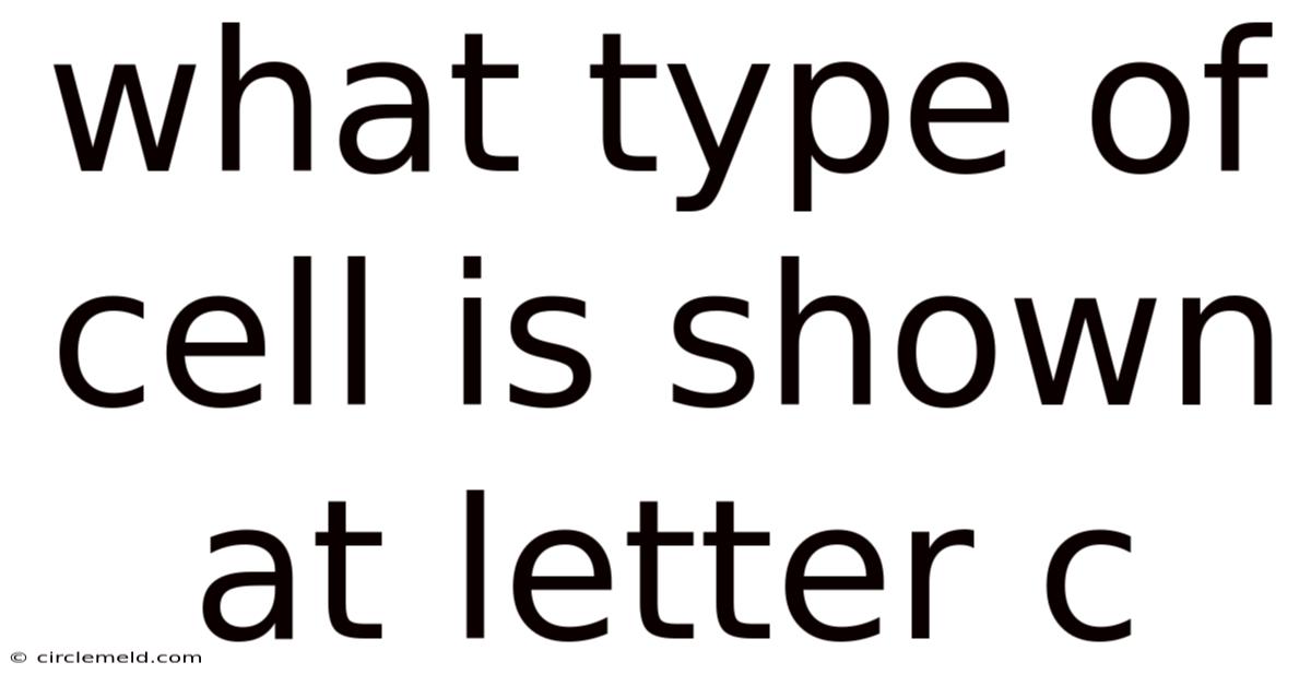 What Type Of Cell Is Shown At Letter C