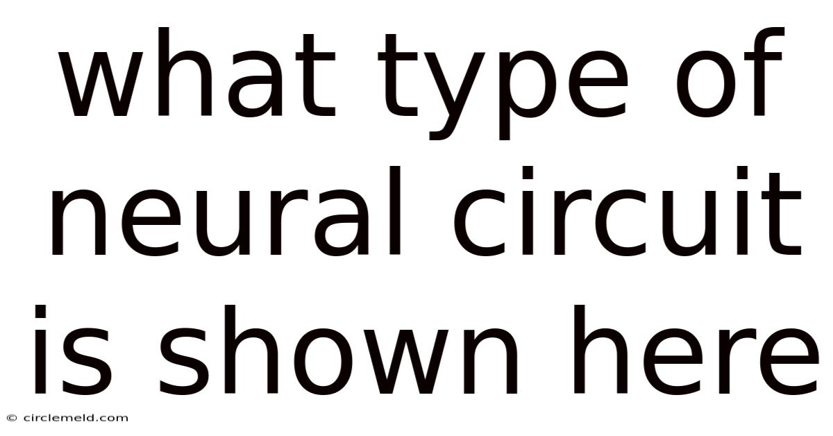 What Type Of Neural Circuit Is Shown Here