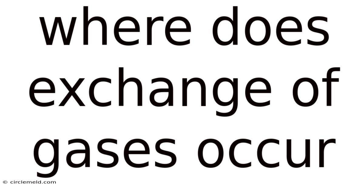 Where Does Exchange Of Gases Occur