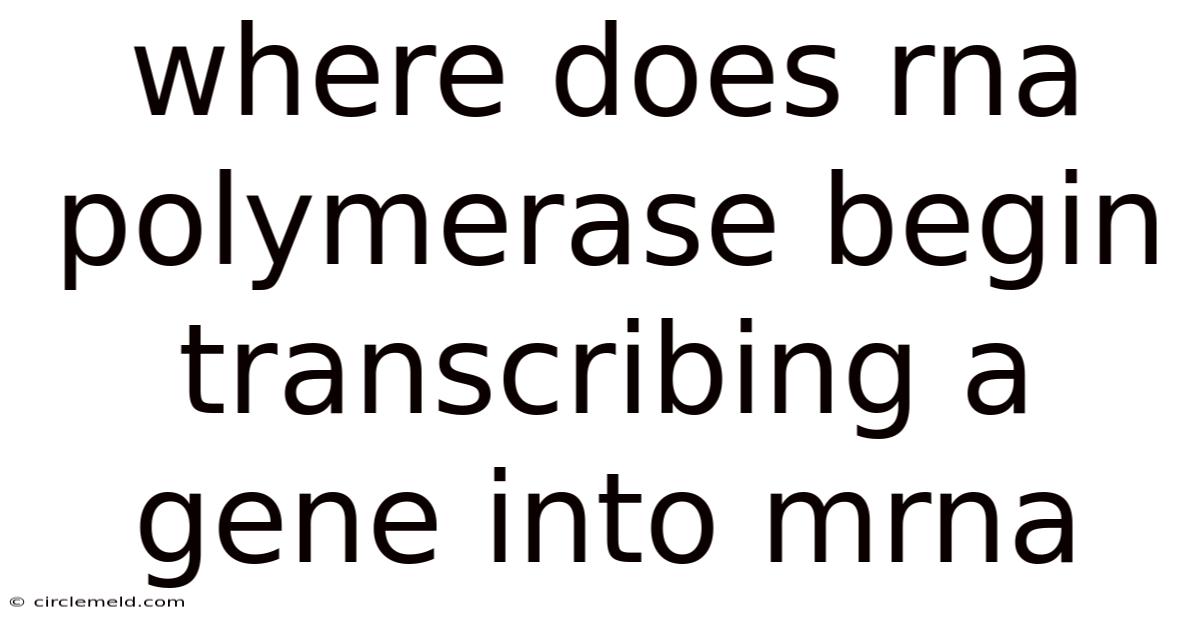 Where Does Rna Polymerase Begin Transcribing A Gene Into Mrna