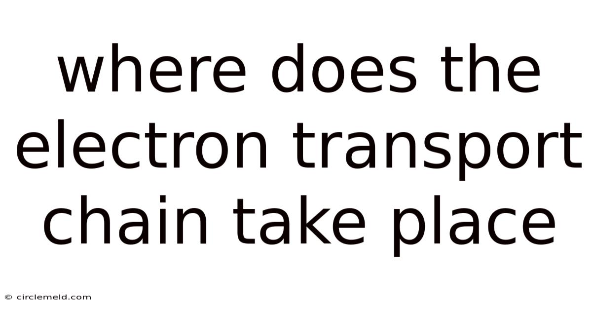 Where Does The Electron Transport Chain Take Place