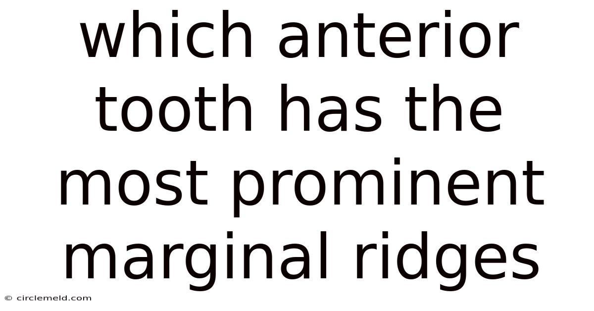 Which Anterior Tooth Has The Most Prominent Marginal Ridges