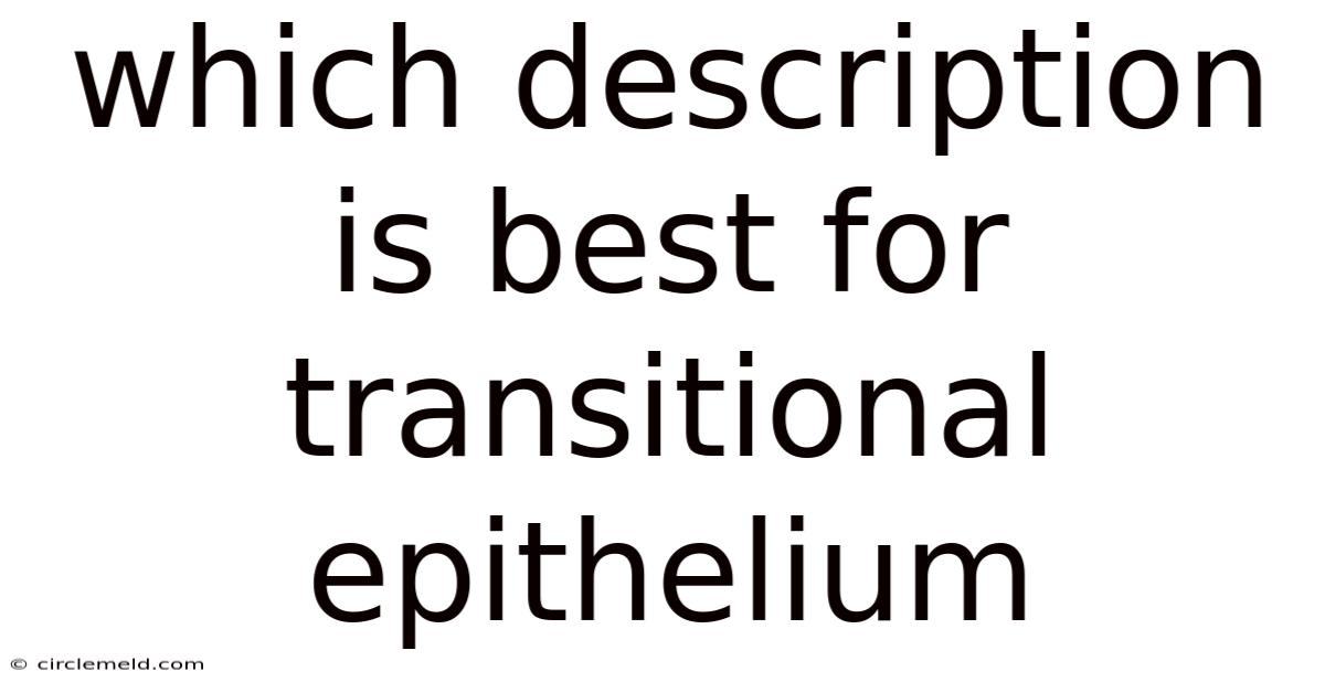 Which Description Is Best For Transitional Epithelium