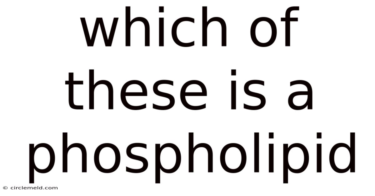 Which Of These Is A Phospholipid