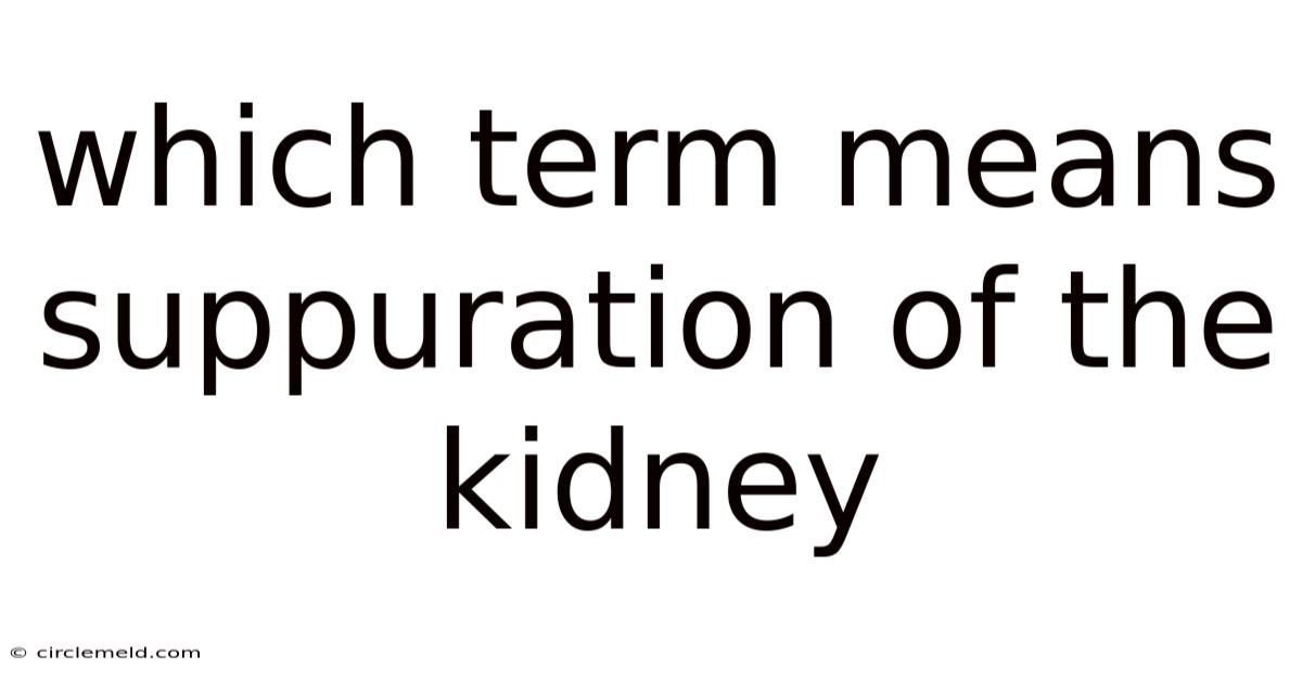 Which Term Means Suppuration Of The Kidney