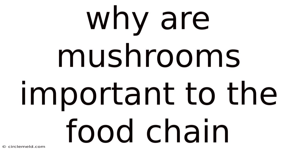 Why Are Mushrooms Important To The Food Chain